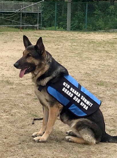兵庫石賀ドッグスクールにて訓練、トレーニングを受け現在警察犬として活躍中のシェパード